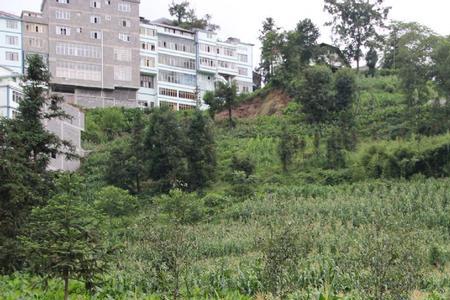 高海拔山区种植什么