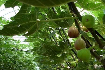 露天种植无花果种多深