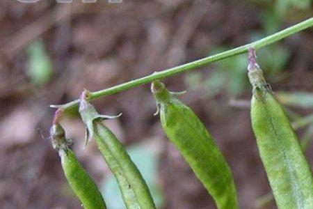 沙苑子植株是什么样的