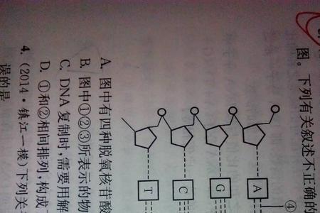 磷酸二酯键是什么