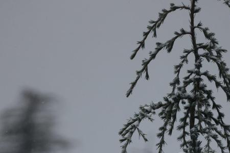 大雪压青松七律诗词