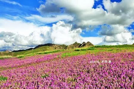 青海湖莫热花海介绍