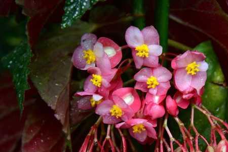 竹节海棠秋季的养护方法