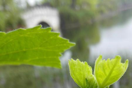 释迦夏天缓苗多少天后发新芽