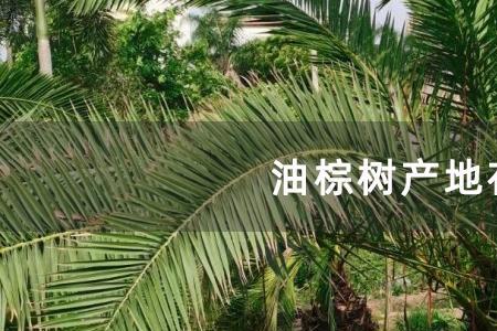 棕榈北方种植有前景吗