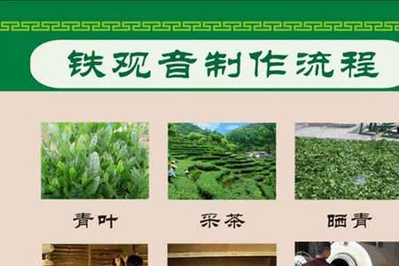 铁观音野茶怎么区分好差