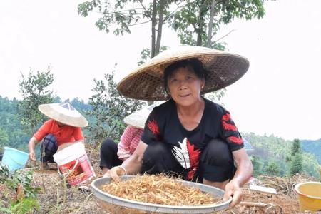 太子参农村老人用自家地可种吗