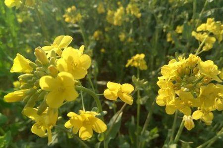 平山油菜花正宗做法