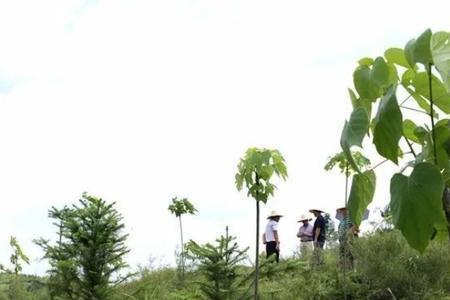 种植10亩油桐树有多少利润