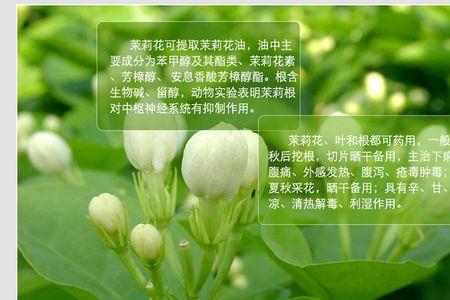 茉莉花有什么高产品种