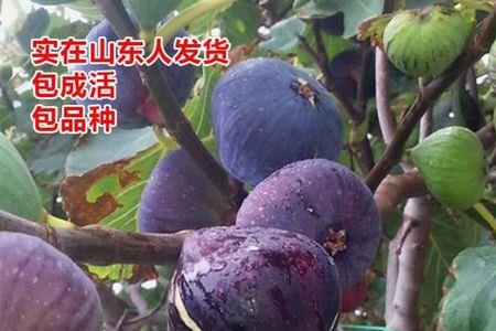 无花果种房子后面可以种吗