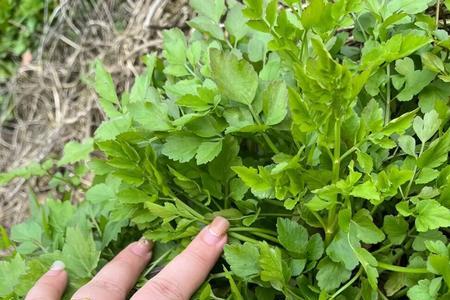 野芹菜和当归的区别