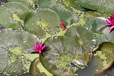 莲花池的水从哪里来的