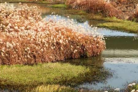 西溪湿地芦苇荡从哪个门进