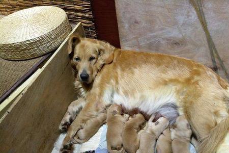 金毛犬生宝宝要多久