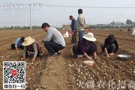 马牙子蒜什么时候种