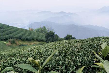 茶在美国难种植吗