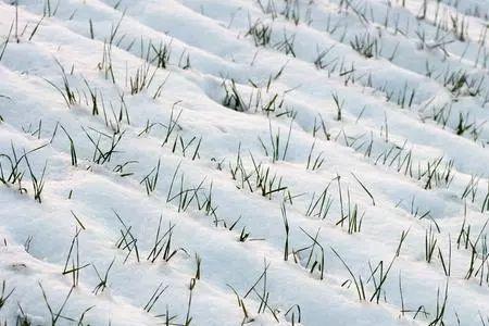 雪会冻死过冬的小麦对不对