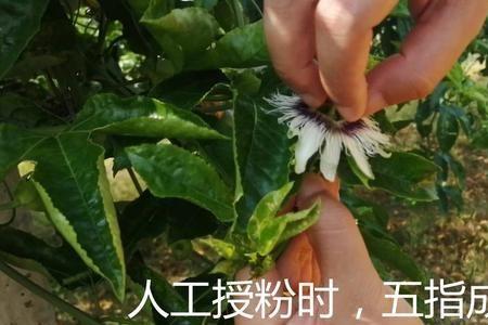 阿维乙螨唑百香果花期可以用吗