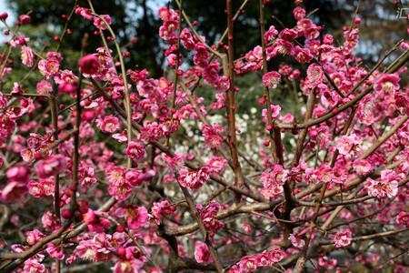 红梅花花托颜色