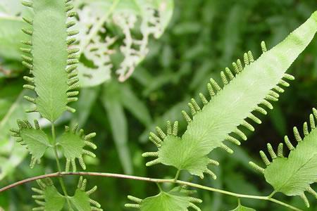 海金沙种植技术与管理