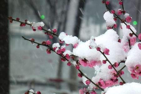 风欺雪压是成语吗