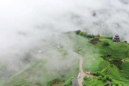 柳州三江布央茶特点