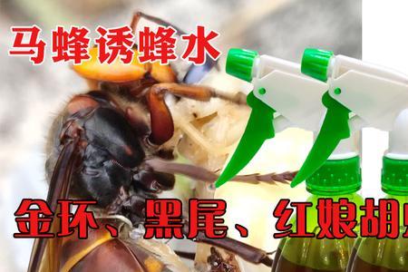 诱蜂水能诱到蜂王吗