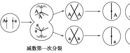 四倍体产生的配子过程