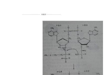 果糖的半缩酮羟基是什么