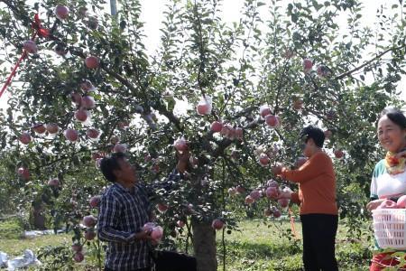 1000亩苹果一年利润多少