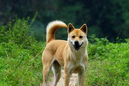 中华田园犬吃饱能饿几天