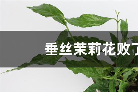 垂丝茉莉长芽和开花区别