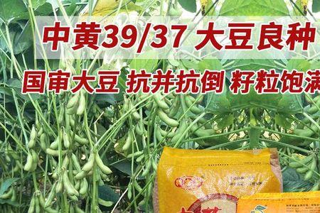 中黄37豆种中黄35哪个好