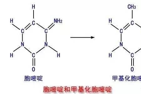 甲基化缩写