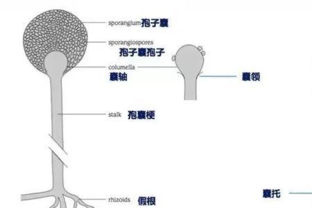 毛霉菌生长适宜的温湿度