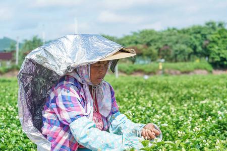 江苏茉莉花之乡