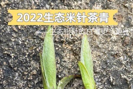 茶籽露白后怎样分清根和芽