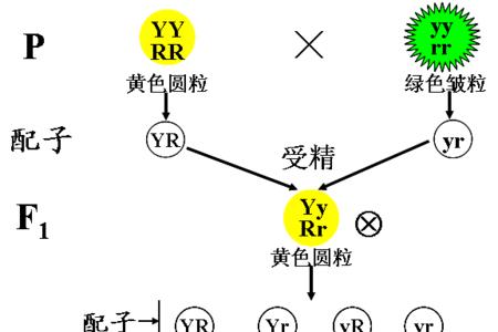 四倍体配子比例