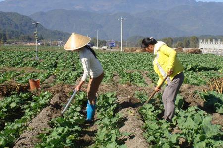 农村油菜田管理制度