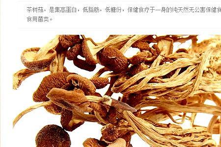 茶树菇品种有那几个