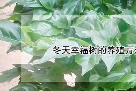 树干能进行光合作用吗