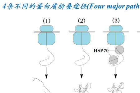 驱动蛋白是trna吗