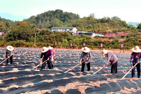 什么叫农村集体经济纯收入