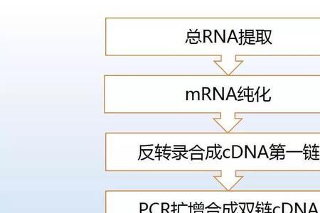 mrna反转录的步骤及原理