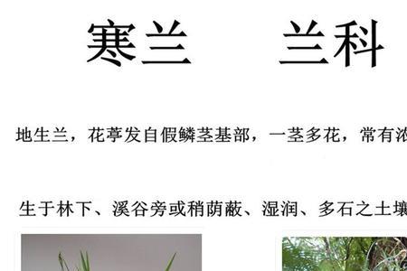 百节兰什么时候开花