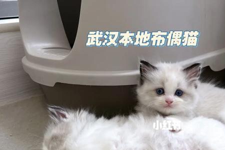 布偶猫用什么猫砂