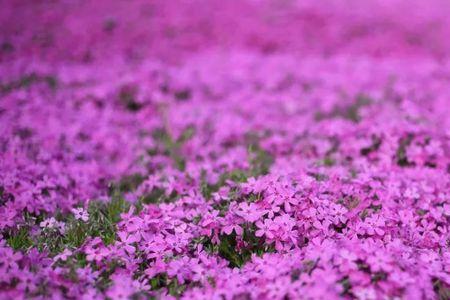 芝樱花10月播种能活吗