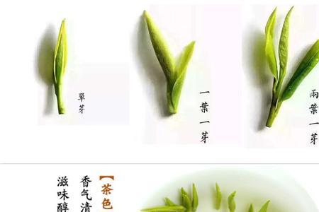 芳泽是什么茶