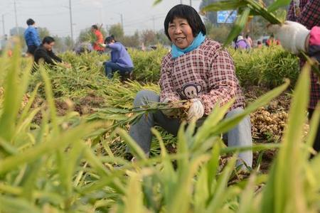 国家规定哪些地区不让种大姜了